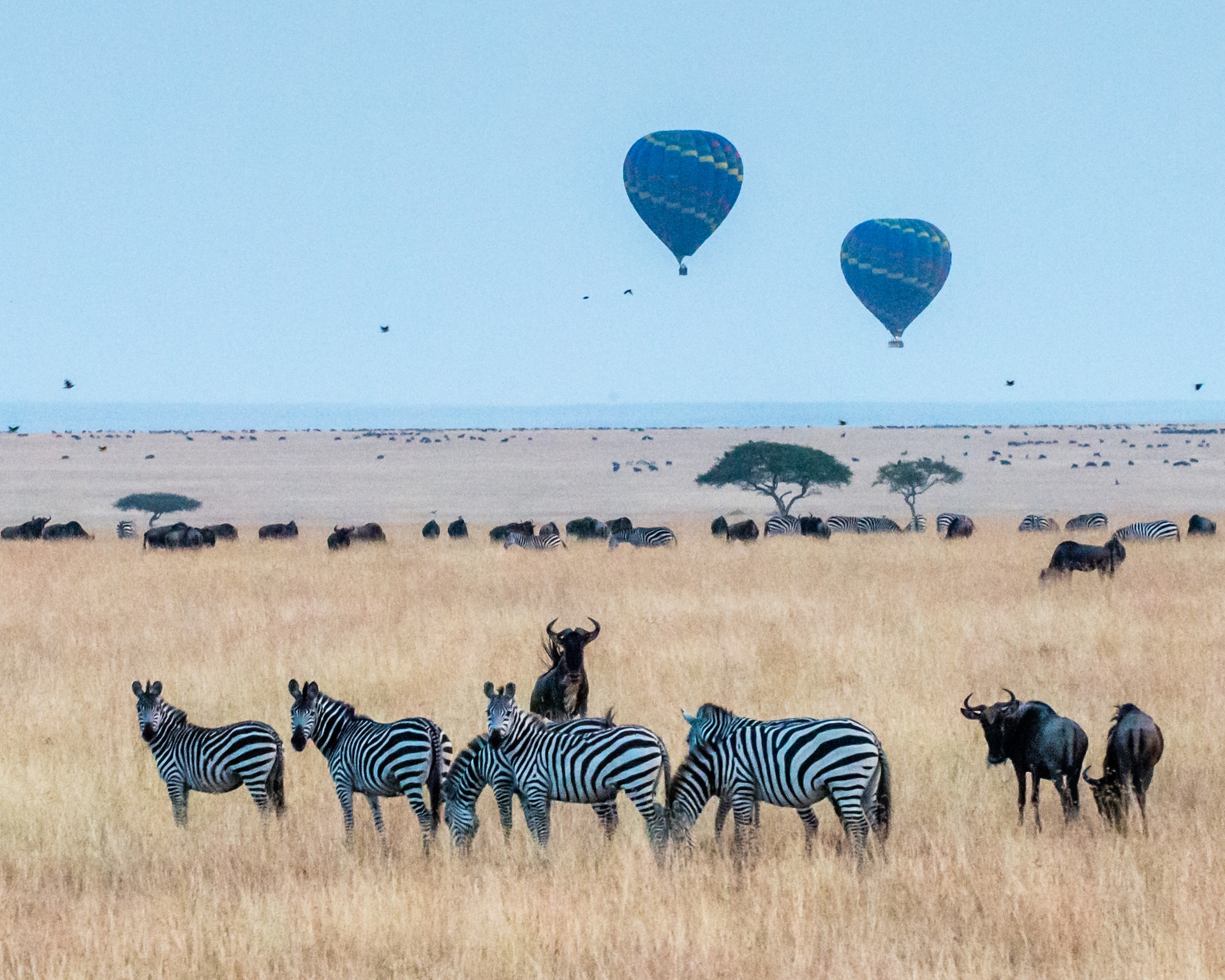An African safari over maasai Mara zebra and wildebeests