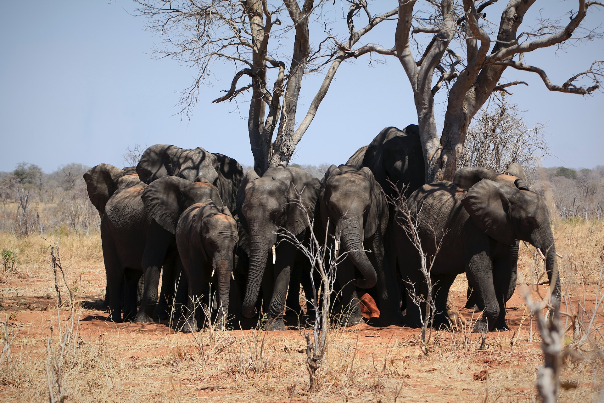 Chobe National Park herd of Elephants