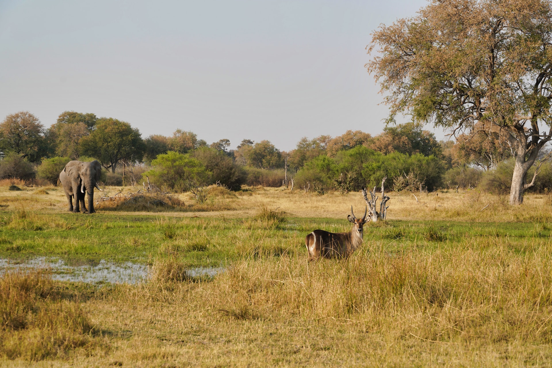 The Okavango Delta Elephant and bok
