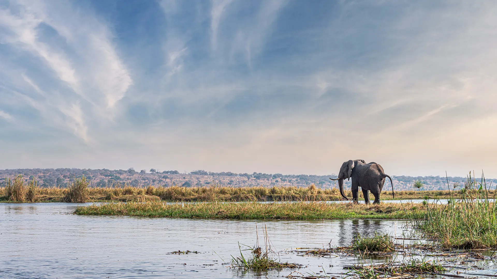 African elephant standing on a grassy island in the Chobe River at Chobe National Park, Botswana, under a wide blue sky.