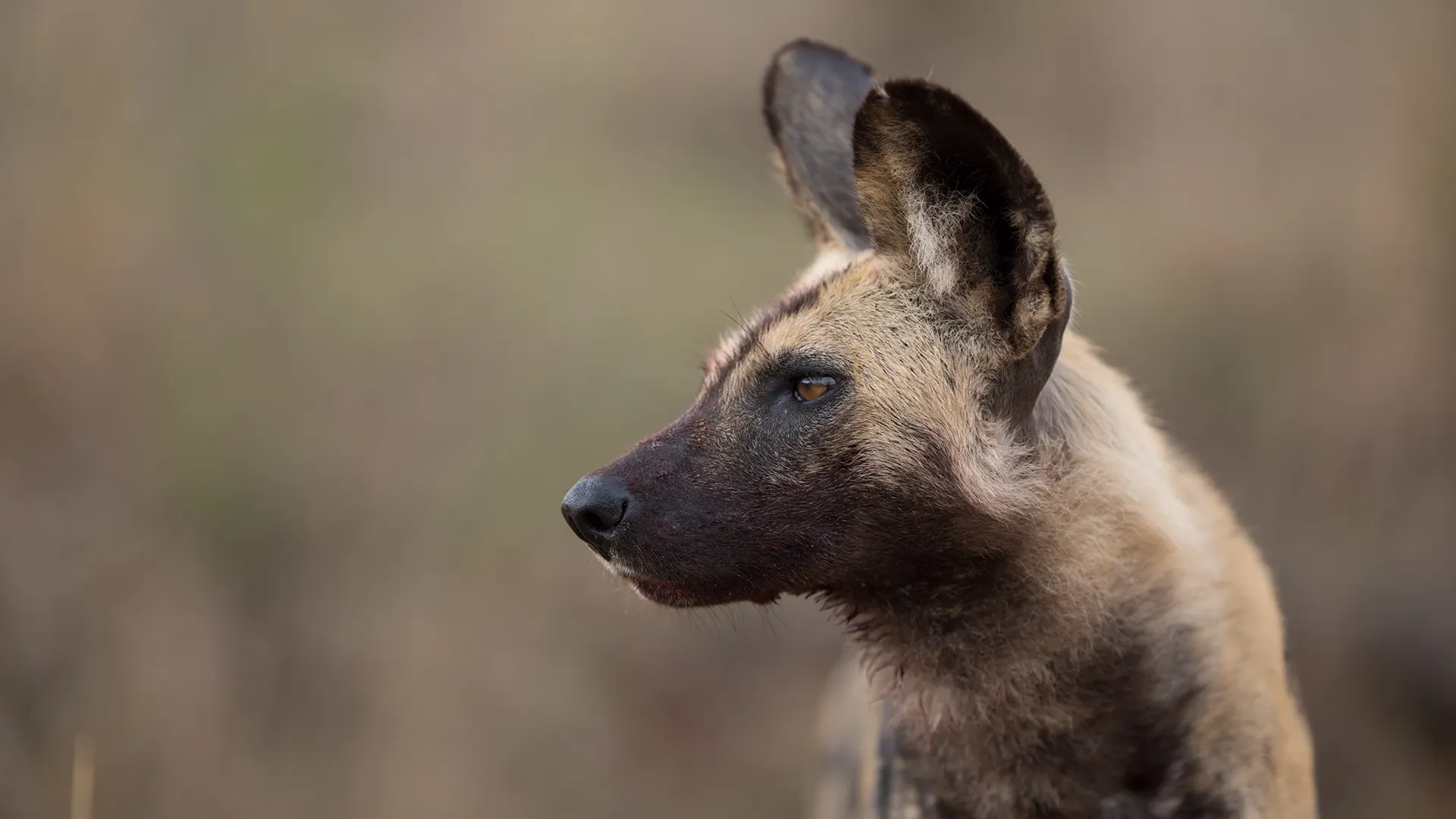 Side-profile of an African wild dog with large ears, looking to the left against a blurred natural background.