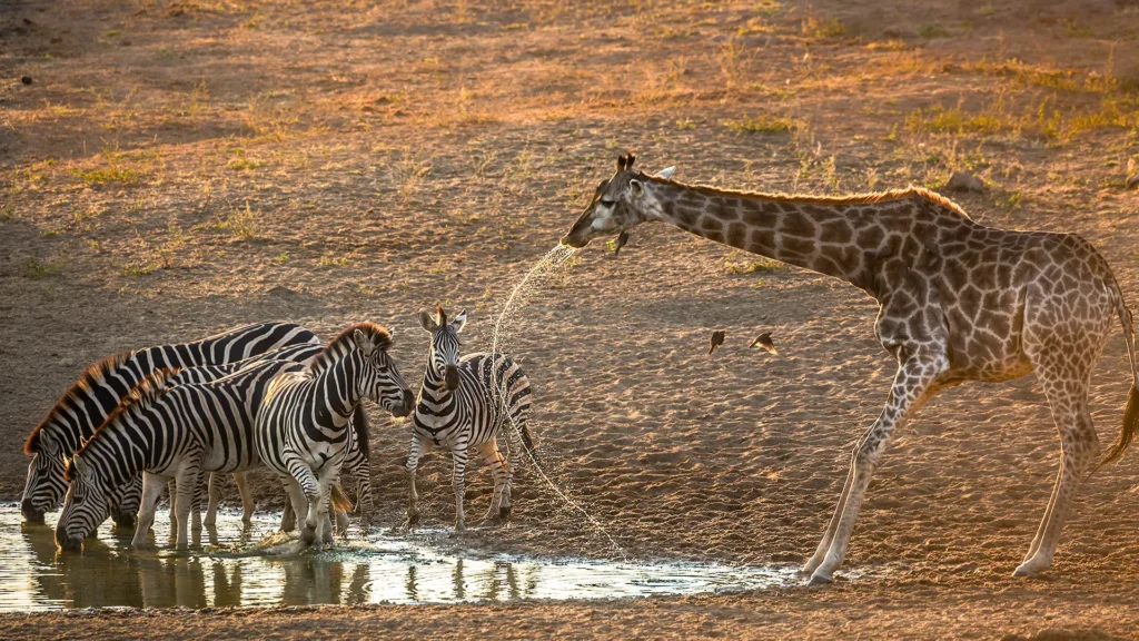 Giraffe with a long neck drinking at a muddy waterhole while a group of zebras drinks nearby in warm light.