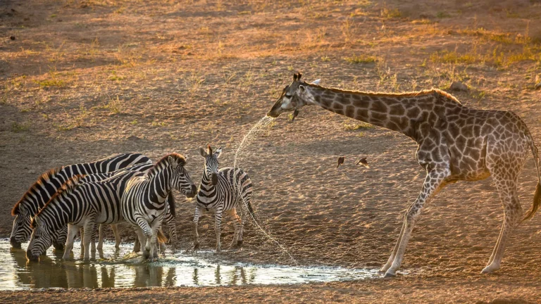 Giraffe with a long neck drinking at a muddy waterhole while a group of zebras drinks nearby in warm light.