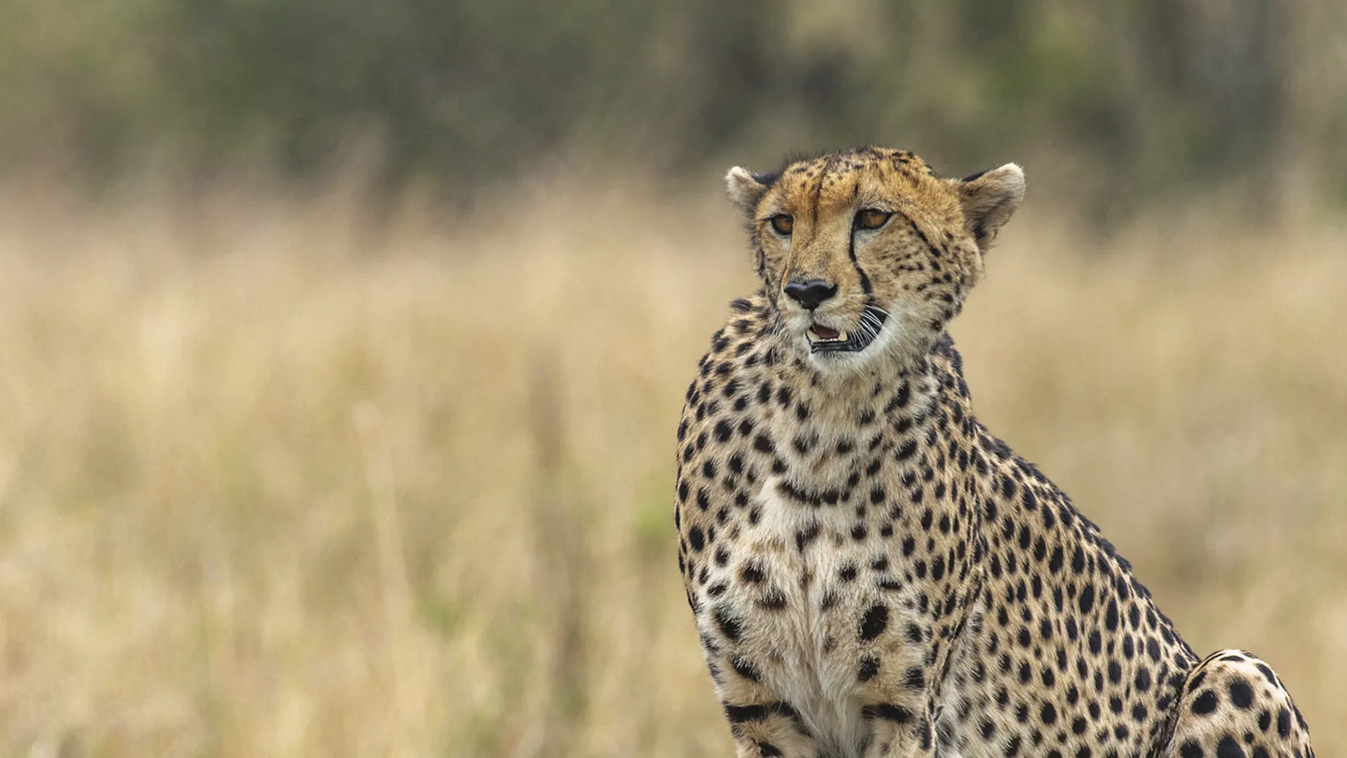 Cheetah sitting in tall dry grass, gazing to the right.