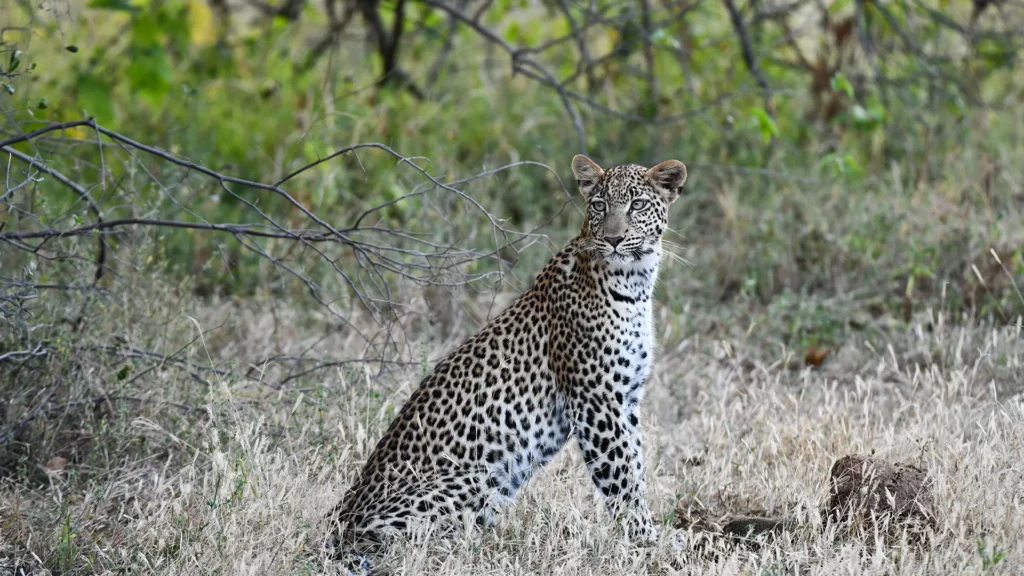 Leopard sitting in dry grass and shrubs, looking to the right in a savanna scene.