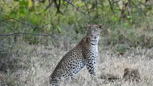 Leopard sitting in dry grass and shrubs, looking to the right in a savanna scene.