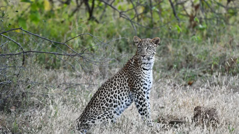 Leopard sitting in dry grass and shrubs, looking to the right in a savanna scene.