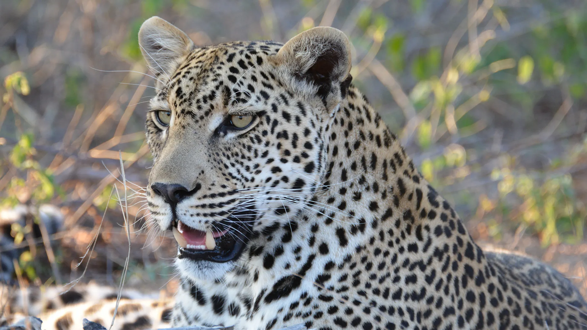 Leopard resting outdoors, close-up of its face with spotted fur and amber eyes.