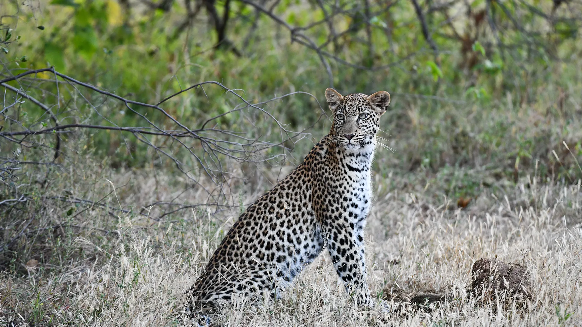 Leopard sitting in dry grass and shrubs, looking to the right in a savanna scene.