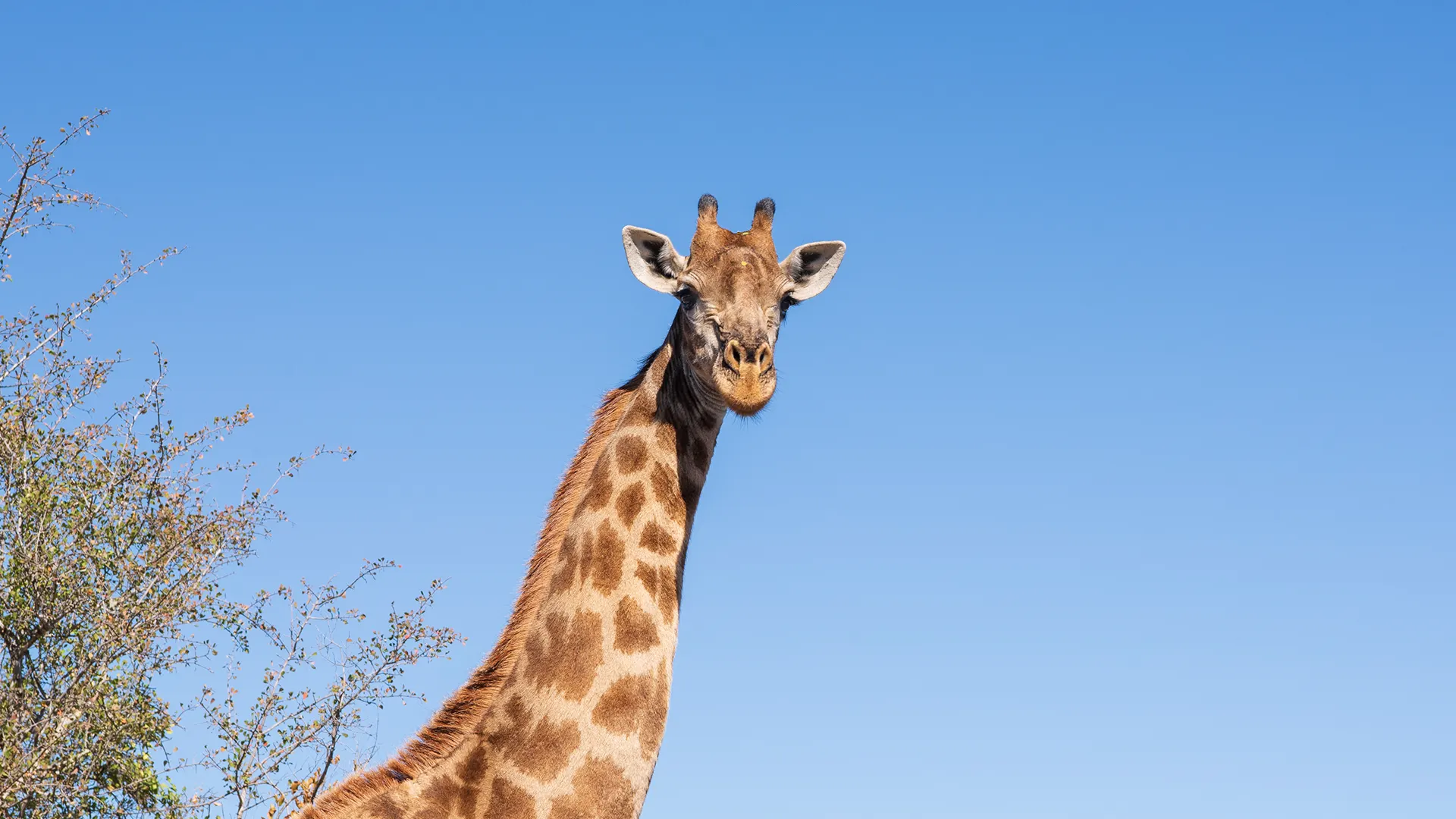 Giraffe head and long neck rising into a clear blue sky, with tree branches on the left side of the frame.