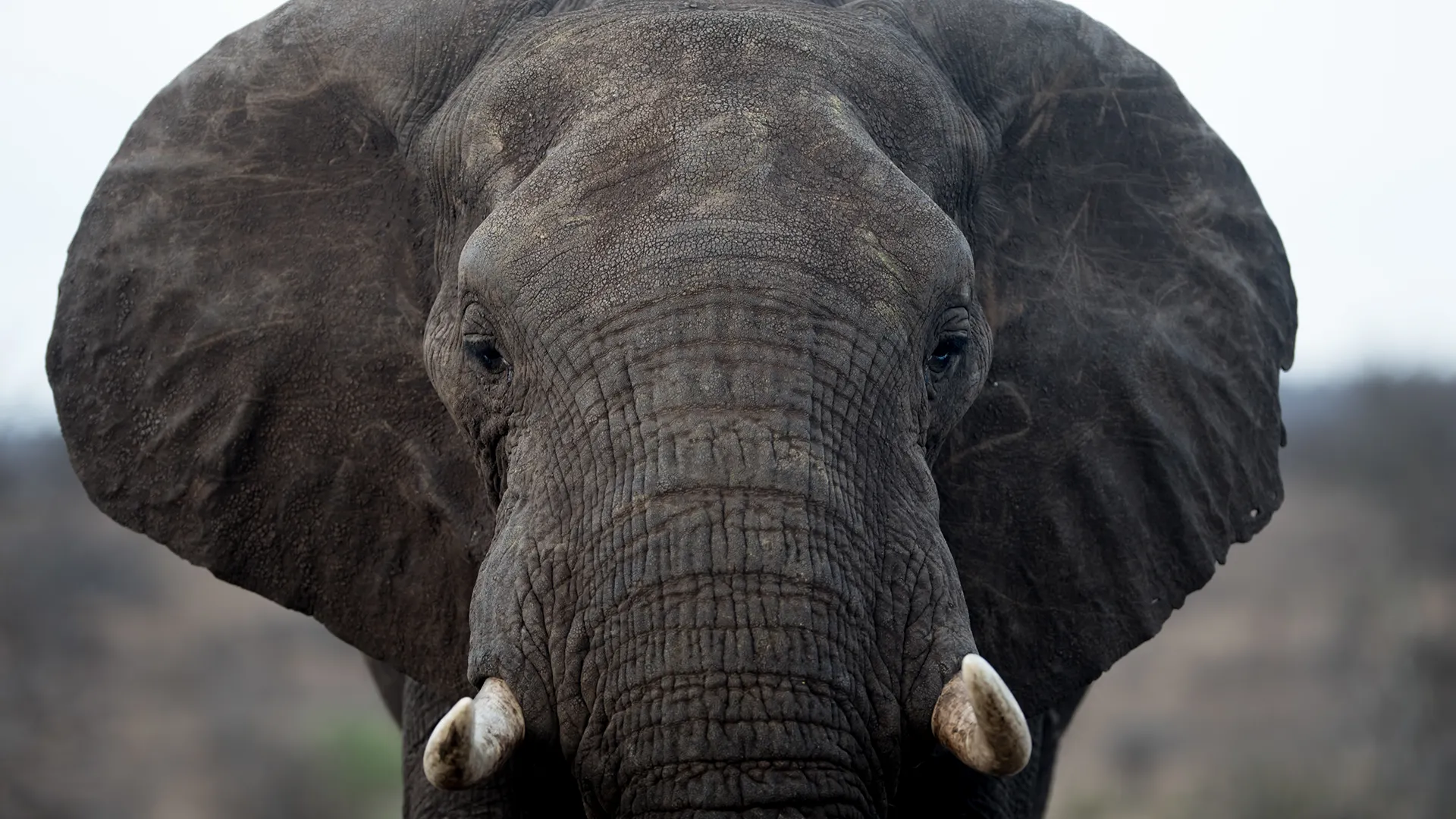 Close-up of a large elephant facing the camera, showing textured gray skin, trunk, and tusks in a natural setting