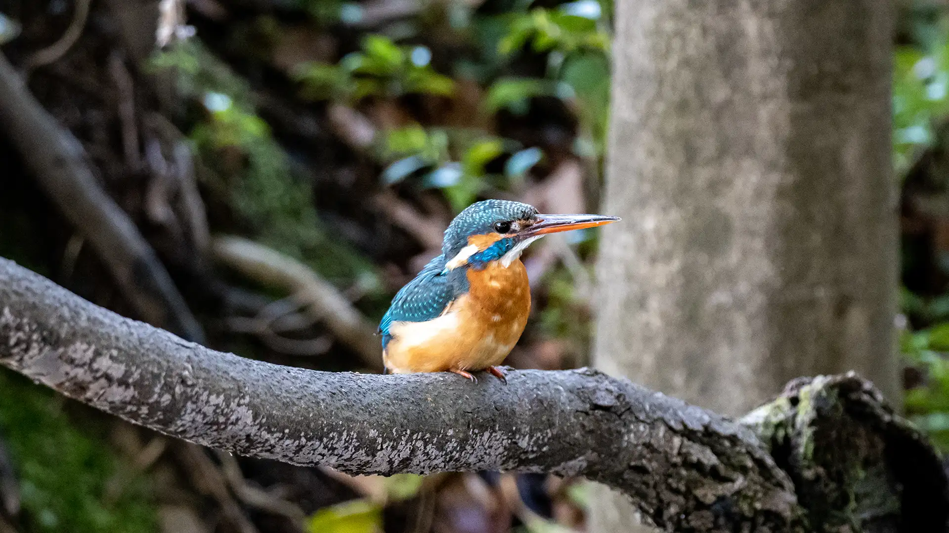 Kingfisher with blue-green wings and orange chest perched on a tree branch.