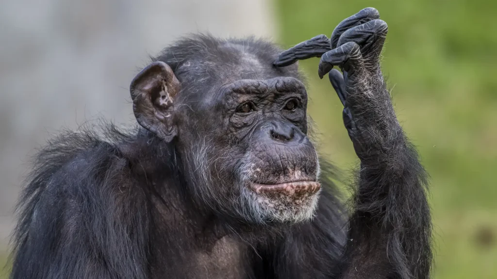 Close-up of a chimpanzee touching its head with its right hand, looking ahead.