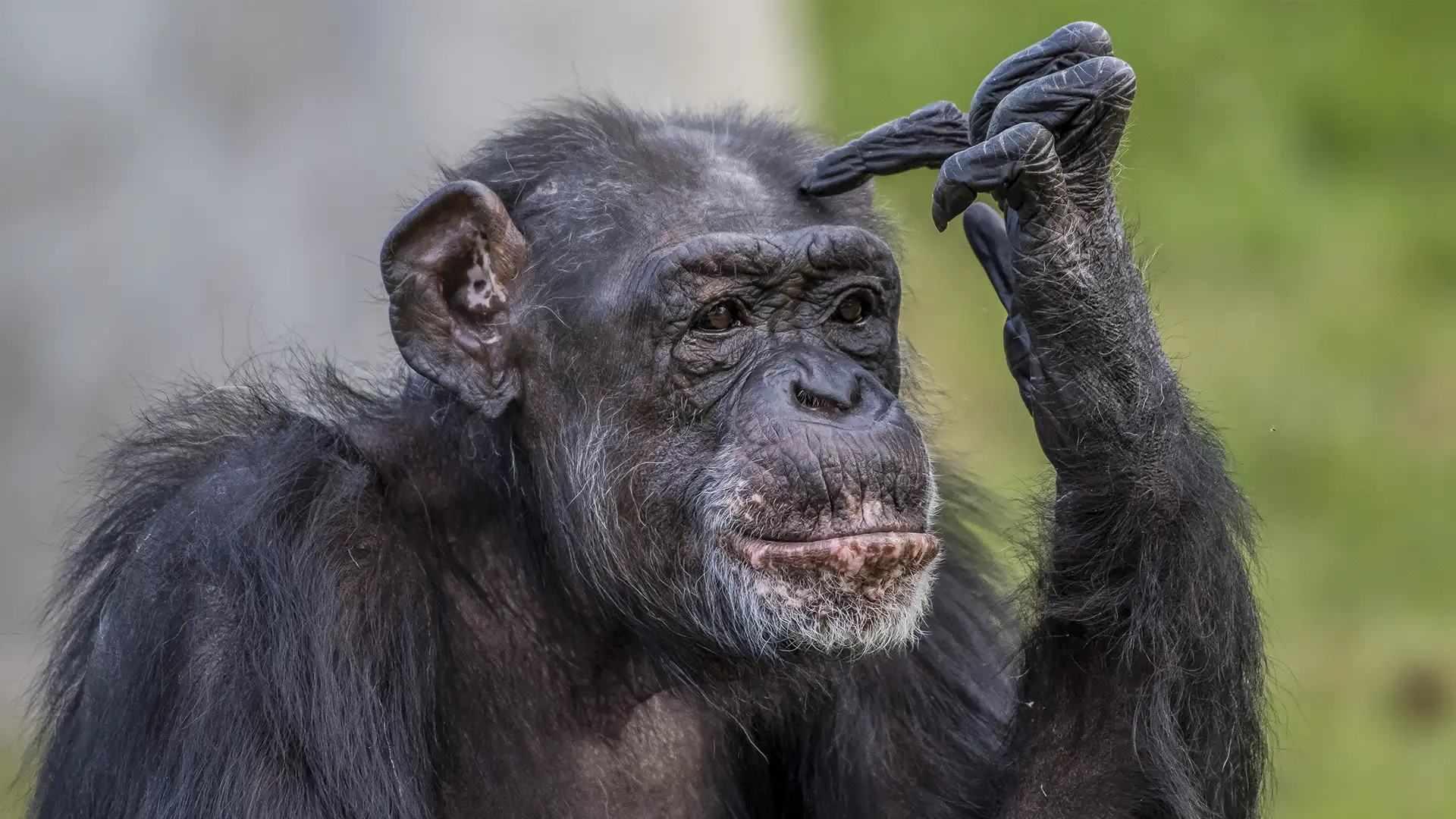 Close-up of a chimpanzee touching its head with its right hand, looking ahead.