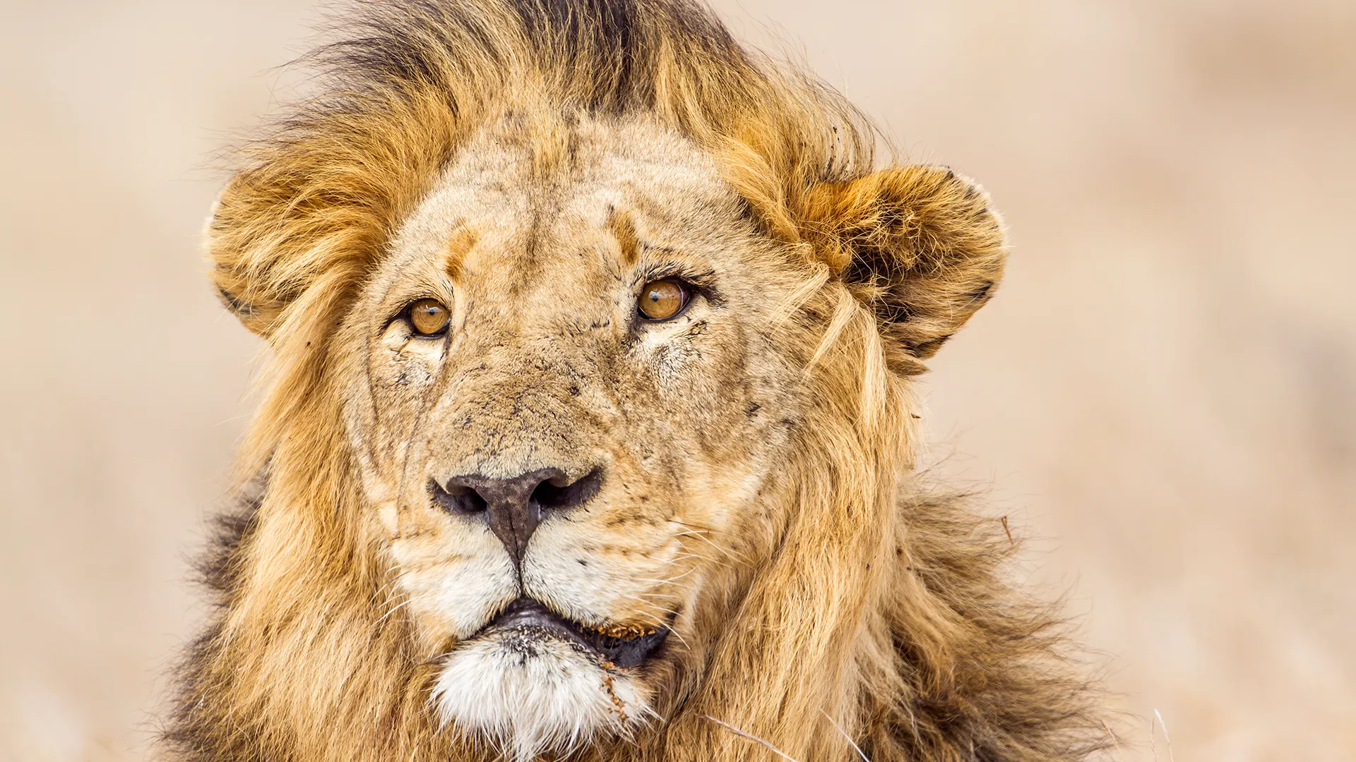 Close-up of a lion's face with a full mane in a dusty savannah setting. (informative image)