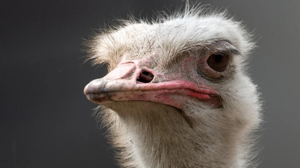 Close-up of a young ostrich's head, showing a pink beak and pale fluffy feathers against a dark background, in profile.
