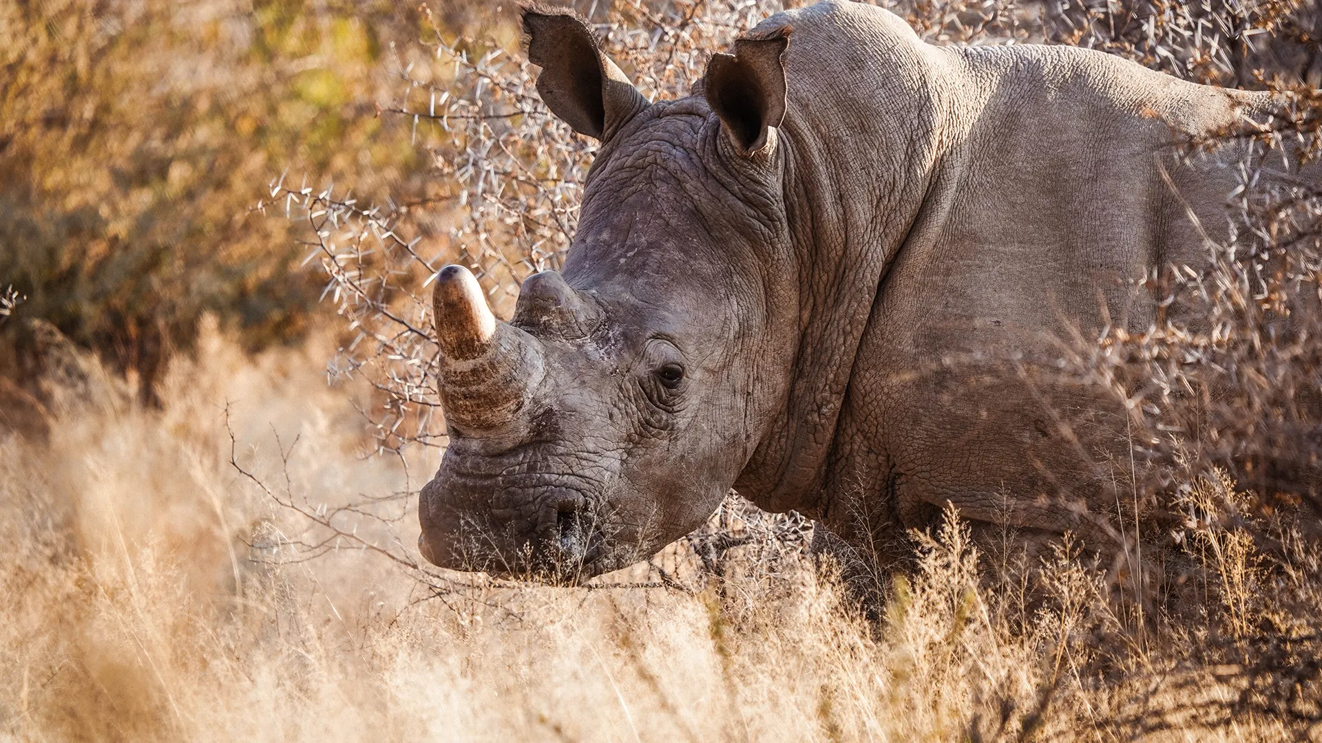 Close-up of a rhinoceros in dry savanna grass, with thorny brush in the background.