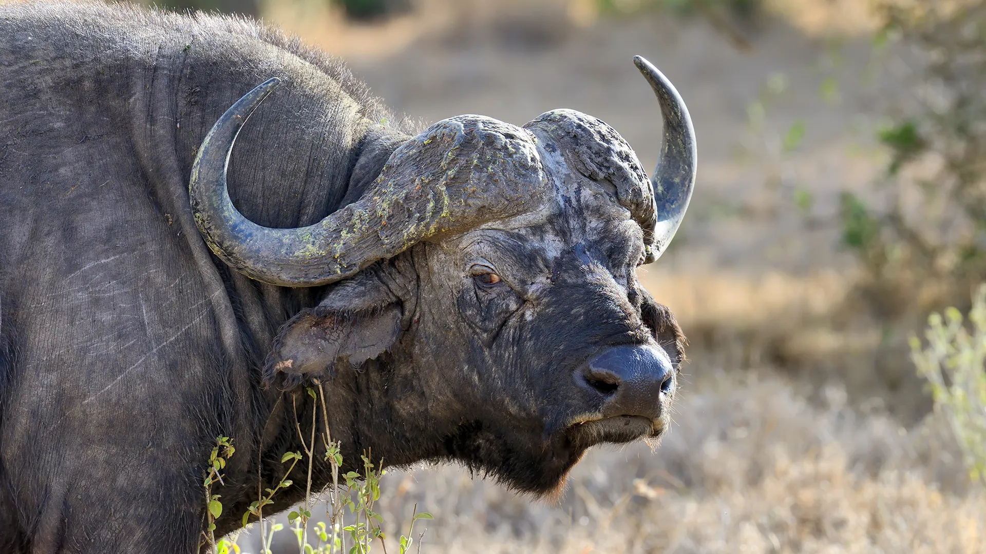 Close-up of a Cape buffalo's head with large curved horns in a dry savanna setting.