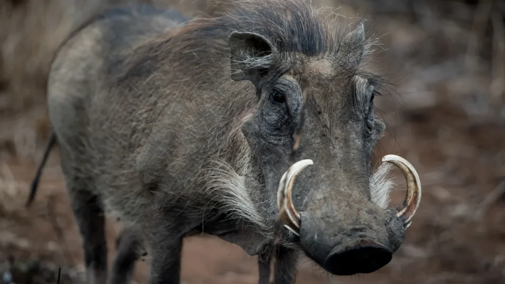 Close-up of a warthog facing the camera, showing its tusks and bristly hair in a natural setting