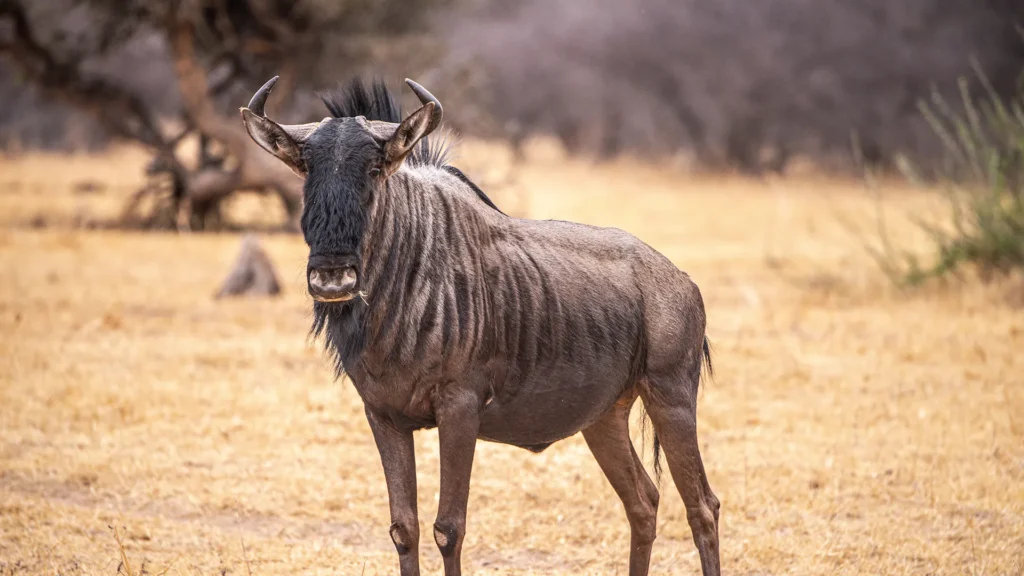 Adult wildebeest standing in a dry savannah with a shaggy mane and curved horns, looking toward the camera.